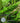 gathering moss cover