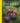 National Geographic: Backyard Guide to Edible Plants
