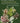 Edible Wild Plants of the Prairie: An Ethnobotanical Guide (2nd Edition)