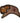 Native American Hand Beaded Magnet: Buffalo w/ Red & Black Star