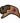 Native American Hand Beaded Magnet: Topaz Buffalo w/ Red Star