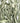 Sage: 1 Pound Bundle