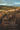 under prairie skies